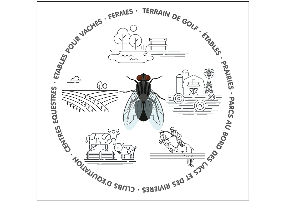 Infografía tábanos